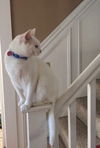 MAI - Offered by Owner - Beautiful, Young and Deaf