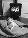 MAI - Offered by Owner - Beautiful, Young and Deaf