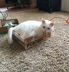 MAI - Offered by Owner - Beautiful, Young and Deaf