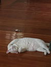 MAI - Offered by Owner - Beautiful, Young and Deaf