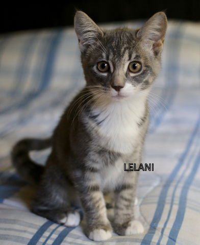 KOHA & LEILANI - Kitten siblings