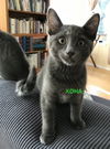KOHA & LEILANI - Kitten siblings
