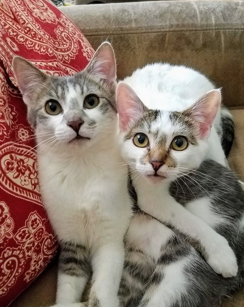 ASH and SAGE - Bonded pair of Adorables