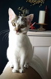 ASH and SAGE - Bonded pair of Adorables