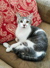 ASH and SAGE - Bonded pair of Adorables