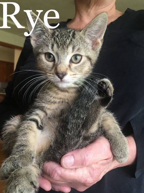 Rye - The Grain Kittens!