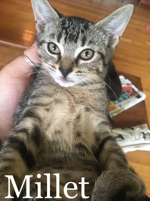 Millet - The Grain Kittens!