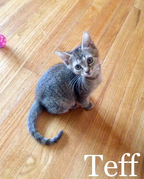 Teff - The Grain Kittens!