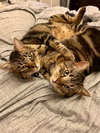 MISHA & RU - Offered by Owner - Great Adult Pair