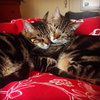 MISHA & RU - Offered by Owner - Great Adult Pair
