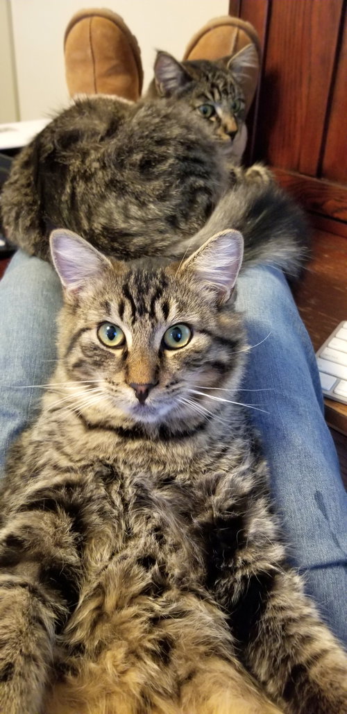 MISHA & RU - Offered by Owner - Great Adult Pair