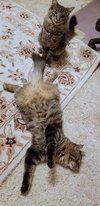 MISHA & RU - Offered by Owner - Great Adult Pair