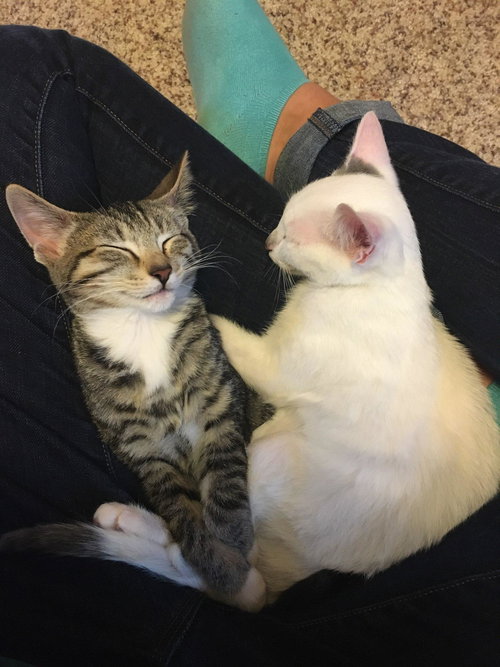 MICKY and RICKY - Bonded Kitten Pair