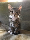 MICKY and RICKY - Bonded Kitten Pair