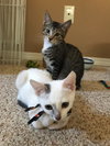 MICKY and RICKY - Bonded Kitten Pair