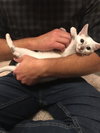 MICKY and RICKY - Bonded Kitten Pair