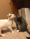 MICKY and RICKY - Bonded Kitten Pair