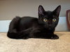 SNICKERS - Offered by Owner Kitten