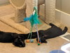 SNICKERS - Offered by Owner Kitten