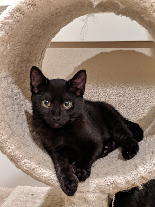 SNICKERS - Offered by Owner Kitten