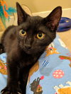 SNICKERS - Offered by Owner Kitten