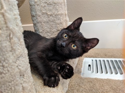 YORK (and SNICKERS) Offered by Owner Kittens
