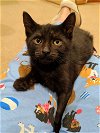 YORK (and SNICKERS) Offered by Owner Kittens
