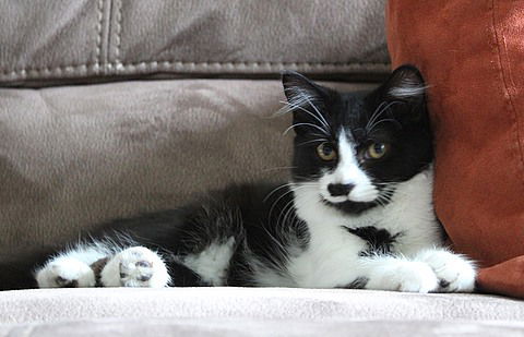 DEX and DEE DEE - Kitten Sisters