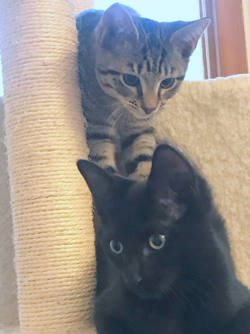 ARLO and IVAN - Brothers Forever