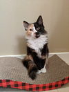 PARIS (& London)- Offered by Owner sister kittens