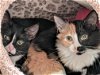 PARIS (& London)- Offered by Owner sister kittens