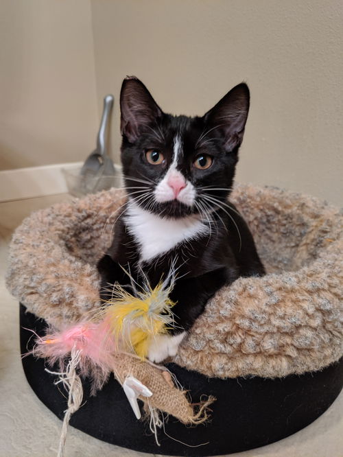 LONDON (and Paris) - Offered by Owner Kitten