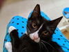 LONDON (and Paris) - Offered by Owner Kitten