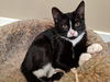 LONDON (and Paris) - Offered by Owner Kitten