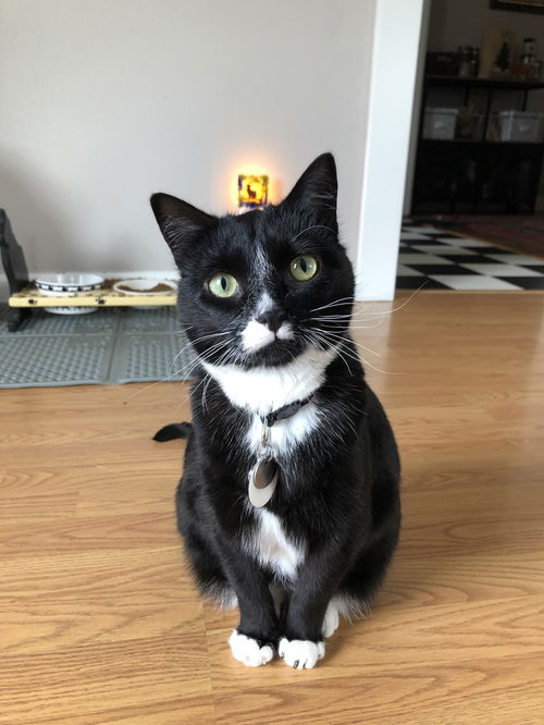 TEEMO - Offered by Owner Young Adult