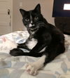 TEEMO - Offered by Owner Young Adult