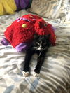 TEEMO - Offered by Owner Young Adult