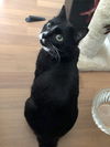 TEEMO - Offered by Owner Young Adult