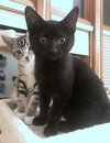 STELLA & SIMON