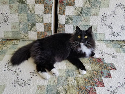 FIREFLY - Offered by Owner - Maine Coon F