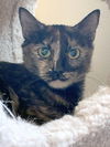 FOXTROT - Young female