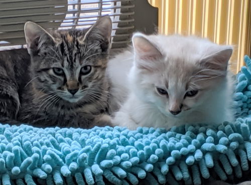 HOT FUDGE SUNDAE & PEPPER/Offered by Owner Kitten