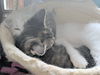 HOT FUDGE SUNDAE & PEPPER/Offered by Owner Kitten