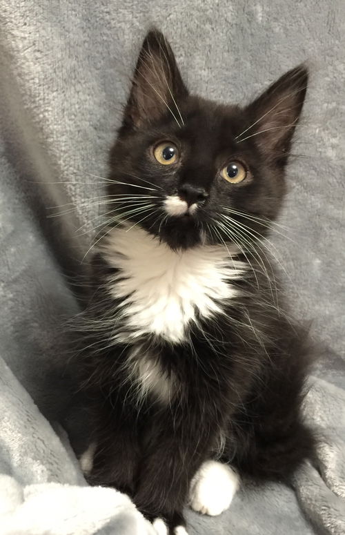 LETTIE - Sweet Tuxedo Kitten