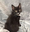 LETTIE - Sweet Tuxedo Kitten