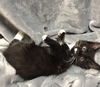 LETTIE - Sweet Tuxedo Kitten