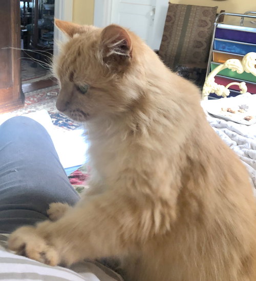 PUMPKIN - Offered by Owner - Senior Ginger Female
