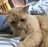 PUMPKIN - Offered by Owner - Senior Ginger Female