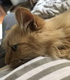 PUMPKIN - Offered by Owner - Senior Ginger Female