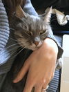 DEXTER - Offered by Owner